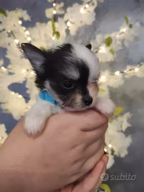 Chihuahua
