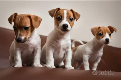 Jack Russel