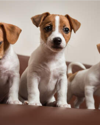 Jack Russel