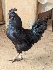 Galli Ayam Cemani