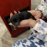 Cani pincher/ jack russell