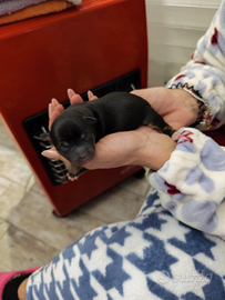 Cani pincher/ jack russell