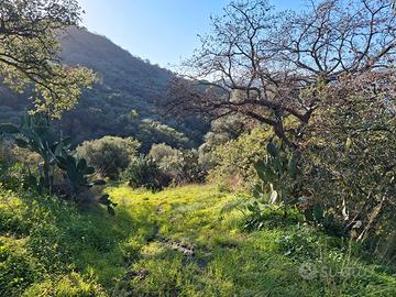 Terreno agricolo servito da strada