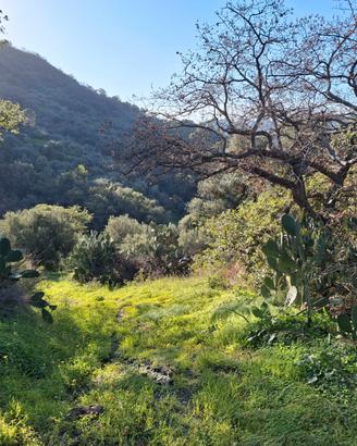 Terreno agricolo servito da strada