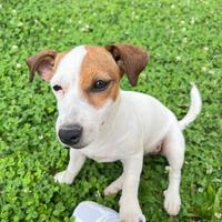 Cuccioli jack russel con pedigree Enci