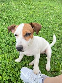 Cuccioli jack russel con pedigree Enci