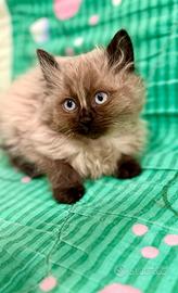 Gatto siberiano/siamese