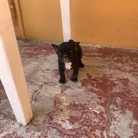 Bulldog Francese