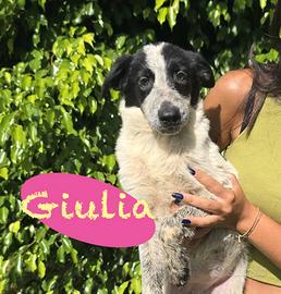 Giulia: cucciola di 4 mesi dolce e curiosa