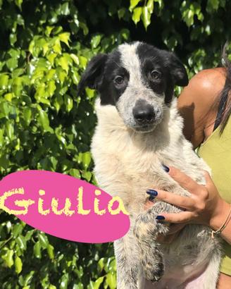 Giulia: cucciola di 4 mesi dolce e curiosa