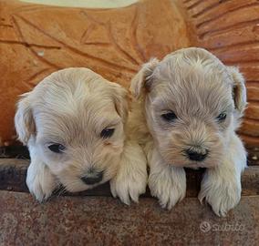 Maltipoo