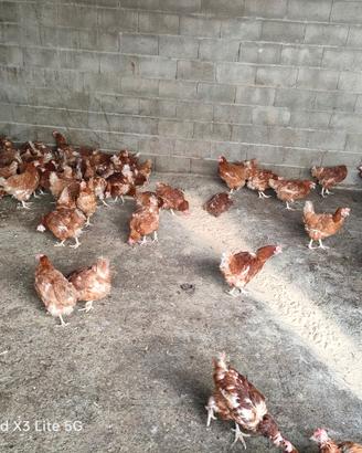 Galline