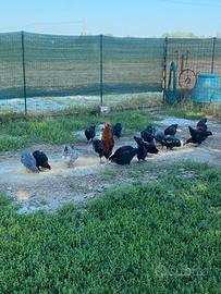 Galli Marans