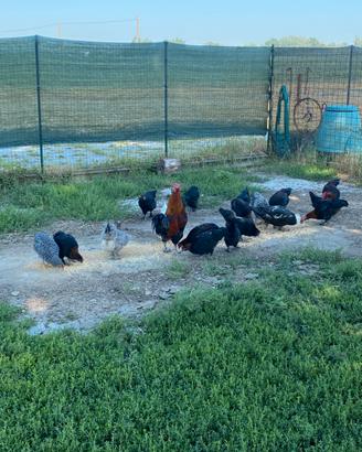 Galli Marans