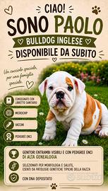 Cucciolo di Bulldog inglese