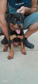 Cuccioli rottweiler