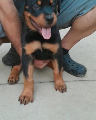 Cuccioli rottweiler