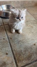 Splendida cucciola femmina di British Longhair