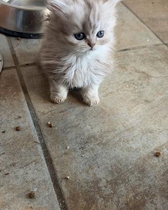 Splendida cucciola femmina di British Longhair