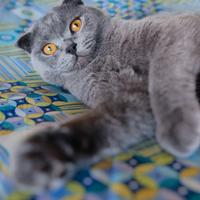 GATTO SCOTTISH FOLD per monta