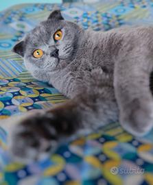 GATTO SCOTTISH FOLD per monta
