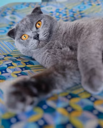 GATTO SCOTTISH FOLD per monta