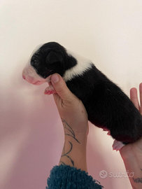 Cuccioli di bull terrier