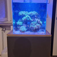 Talee coralli Rhodactis