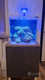 Talee coralli Rhodactis