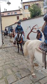pony da salto