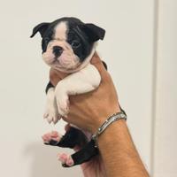 Boston Terrier
