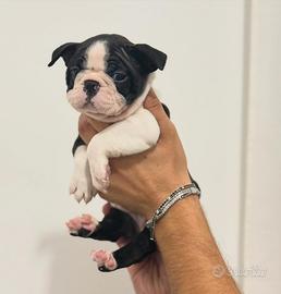 Boston Terrier