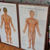 Tavole meridiani cinesi MTC SHIATSU