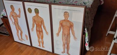 Tavole meridiani cinesi MTC SHIATSU