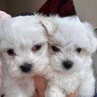 Cuccioli di maltese