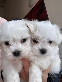Cuccioli di maltese
