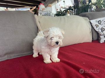 Cucciola maltese