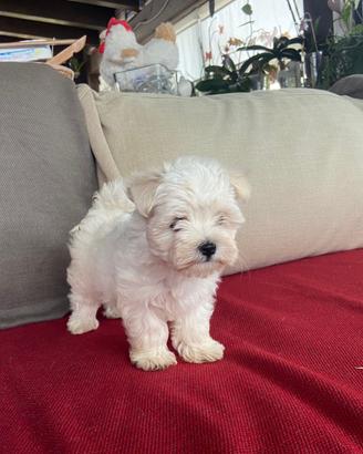 Cucciola maltese