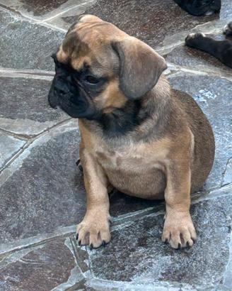 Cuccioli di Bulldog francese fulvo-bridge