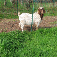 Capre boere da carne