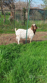 Capre boere da carne