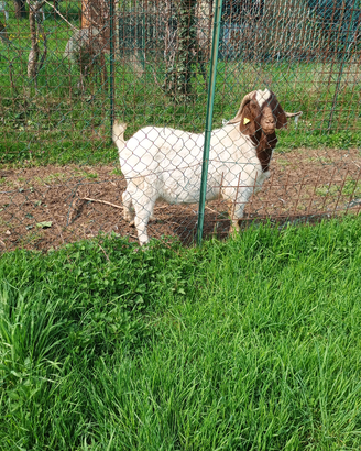 Capre boere da carne