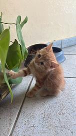 gattina