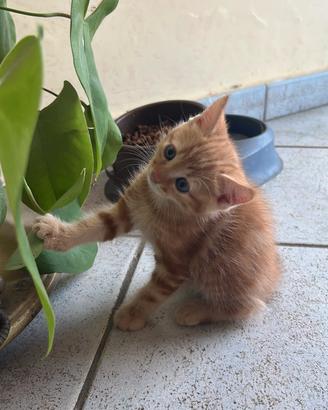 gattina