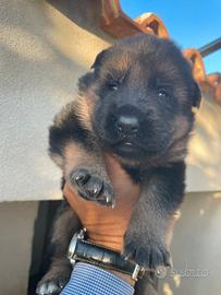 Cuccioli pastore tedesco