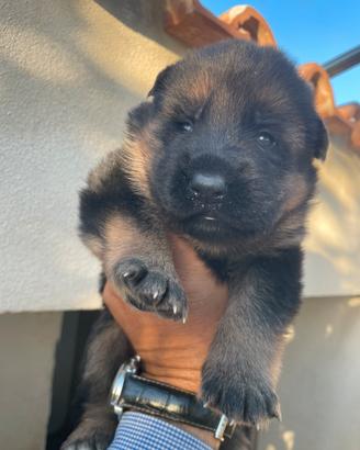 Cuccioli pastore tedesco