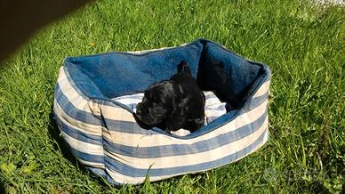 Cocker Spaniel cuccioli