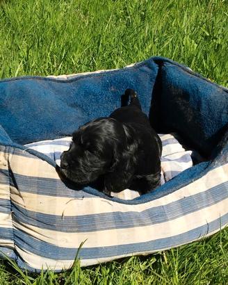 Cocker Spaniel cuccioli