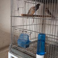 Ibridi di cardinalino