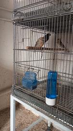 Ibridi di cardinalino